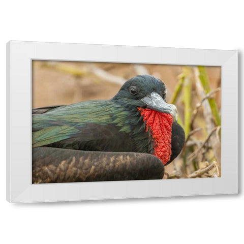 Ecuador, Galapagos NP Male great Frigatebird White Modern Wood Framed Art Print by Illg, Cathy and Gordon