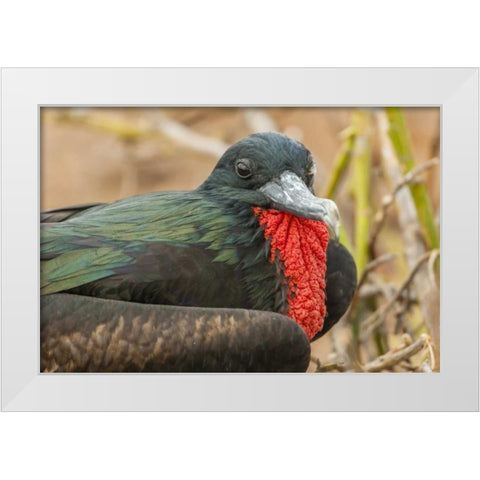 Ecuador, Galapagos NP Male great Frigatebird White Modern Wood Framed Art Print by Illg, Cathy and Gordon