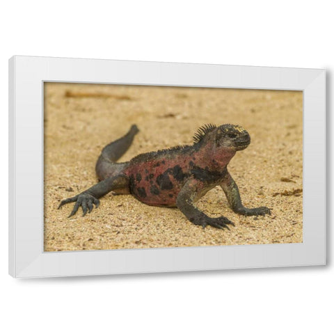 Ecuador, Galapagos NP Marine iguana on sand White Modern Wood Framed Art Print by Illg, Cathy and Gordon