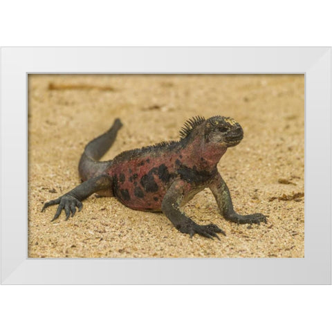 Ecuador, Galapagos NP Marine iguana on sand White Modern Wood Framed Art Print by Illg, Cathy and Gordon
