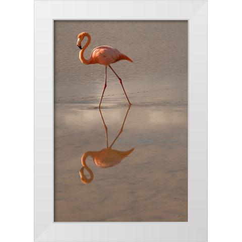 Greater Flamingo-Ecuador White Modern Wood Framed Art Print by Sederquist, Betty