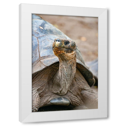 Galapagos tortoise peeks out from beneath its shell. White Modern Wood Framed Art Print by Sederquist, Betty