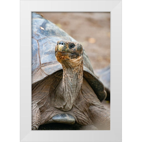 Galapagos tortoise peeks out from beneath its shell. White Modern Wood Framed Art Print by Sederquist, Betty
