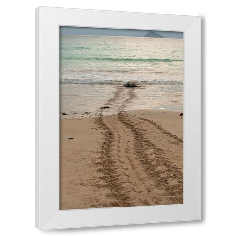 After laying its eggs on a Galapagos beach- this sea turtle returning to the ocean. White Modern Wood Framed Art Print by Sederquist, Betty