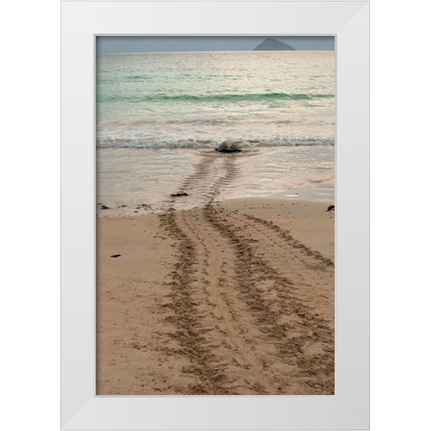 After laying its eggs on a Galapagos beach- this sea turtle returning to the ocean. White Modern Wood Framed Art Print by Sederquist, Betty