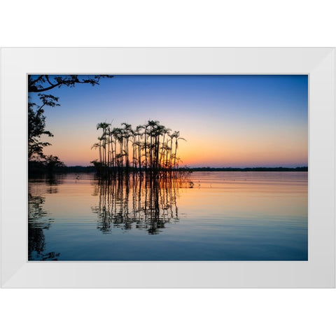 Equator in the Amazon rainforest- Palm trees in Laguna Grande. White Modern Wood Framed Art Print by Sederquist, Betty