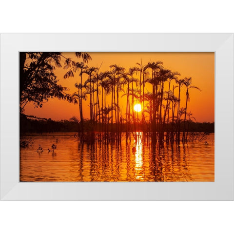 Equator in the Amazon rainforest- trees in Laguna Grande. White Modern Wood Framed Art Print by Sederquist, Betty