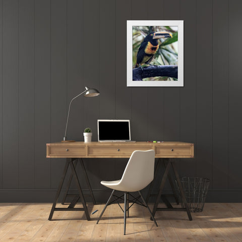 Aracari in the Cloud Forest has a huge bill. White Modern Wood Framed Art Print by Sederquist, Betty