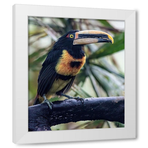 Aracari in the Cloud Forest has a huge bill. White Modern Wood Framed Art Print by Sederquist, Betty