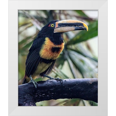 Aracari in the Cloud Forest has a huge bill. White Modern Wood Framed Art Print by Sederquist, Betty