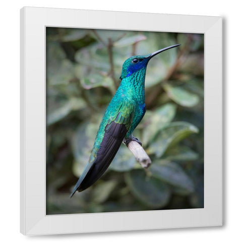 Colorful sparkling violet ear hummingbird is widespread in the Andes Cloud Forest. White Modern Wood Framed Art Print by Sederquist, Betty