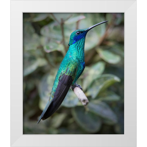 Colorful sparkling violet ear hummingbird is widespread in the Andes Cloud Forest. White Modern Wood Framed Art Print by Sederquist, Betty