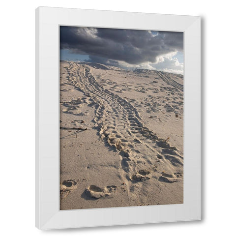Turtle tracks lead from the turtles egg playing place to the shoreline- Galapagos. White Modern Wood Framed Art Print by Sederquist, Betty