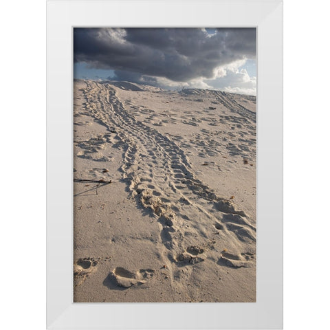 Turtle tracks lead from the turtles egg playing place to the shoreline- Galapagos. White Modern Wood Framed Art Print by Sederquist, Betty