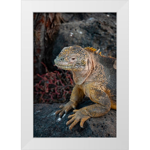 Yellow iguanas are found on six islands in the Galapagos. Color varies slightly by island. White Modern Wood Framed Art Print by Sederquist, Betty