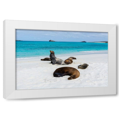 Galapagos Sea Lions-Zalophus californianus wollebaeki-Gardner Bay-Espanola Island-Galapagos islands White Modern Wood Framed Art Print by Pitamitz, Sergio
