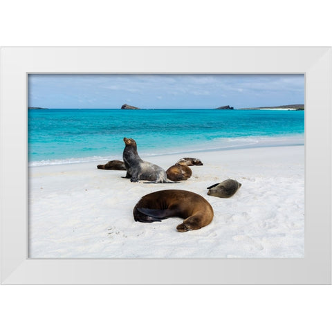 Galapagos Sea Lions-Zalophus californianus wollebaeki-Gardner Bay-Espanola Island-Galapagos islands White Modern Wood Framed Art Print by Pitamitz, Sergio