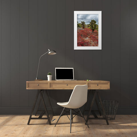 Sesuvium edmonstonei and cactus-South Plaza Island-Galapagos islands-Ecuador White Modern Wood Framed Art Print by Pitamitz, Sergio