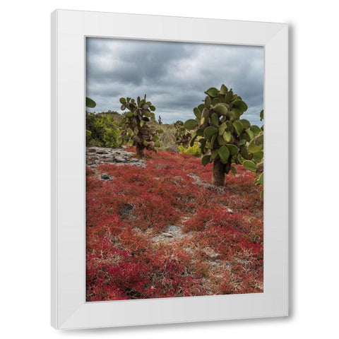 Sesuvium edmonstonei and cactus-South Plaza Island-Galapagos islands-Ecuador White Modern Wood Framed Art Print by Pitamitz, Sergio