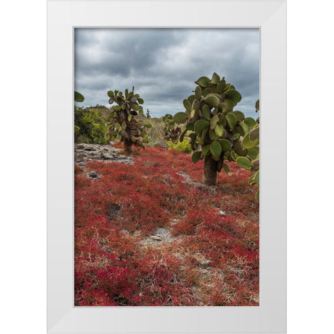 Sesuvium edmonstonei and cactus-South Plaza Island-Galapagos islands-Ecuador White Modern Wood Framed Art Print by Pitamitz, Sergio