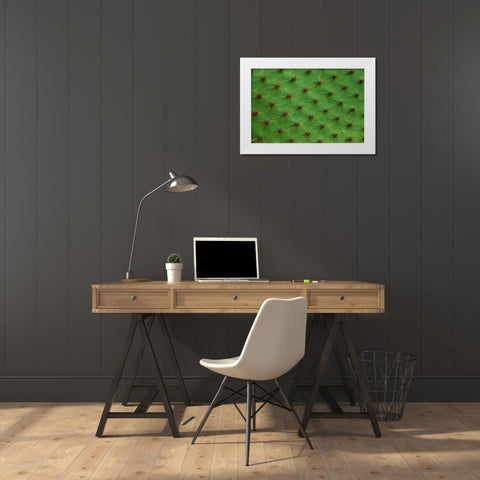 Close up of a cactus-South Plaza Island-Galapagos islands-Ecuador White Modern Wood Framed Art Print by Pitamitz, Sergio