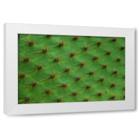 Close up of a cactus-South Plaza Island-Galapagos islands-Ecuador White Modern Wood Framed Art Print by Pitamitz, Sergio