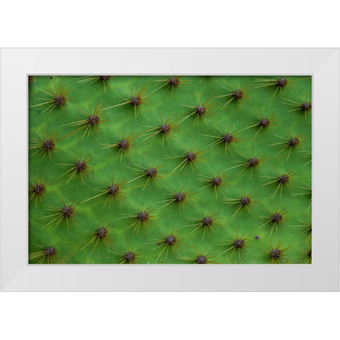 Close up of a cactus-South Plaza Island-Galapagos islands-Ecuador White Modern Wood Framed Art Print by Pitamitz, Sergio