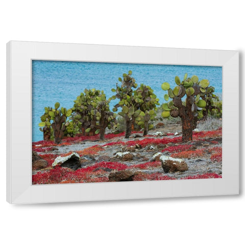 Sesuvium edmonstonei and cactus-South Plaza Island-Galapagos islands-Ecuador White Modern Wood Framed Art Print by Pitamitz, Sergio