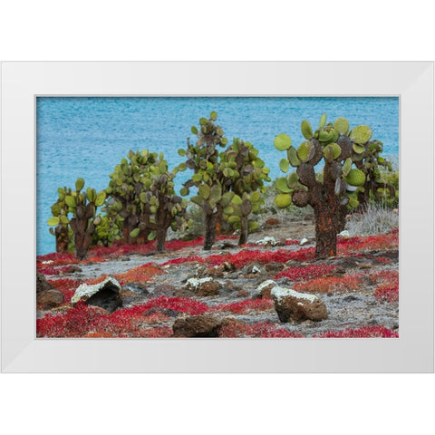 Sesuvium edmonstonei and cactus-South Plaza Island-Galapagos islands-Ecuador White Modern Wood Framed Art Print by Pitamitz, Sergio