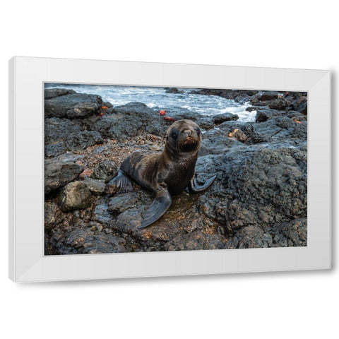 Galapagos Sea Lion-Zalophus californianus wollebaeki-South Plaza Island-Galapagos islands-Ecuador White Modern Wood Framed Art Print by Pitamitz, Sergio