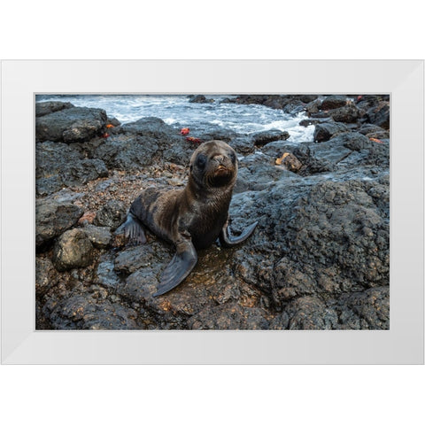 Galapagos Sea Lion-Zalophus californianus wollebaeki-South Plaza Island-Galapagos islands-Ecuador White Modern Wood Framed Art Print by Pitamitz, Sergio