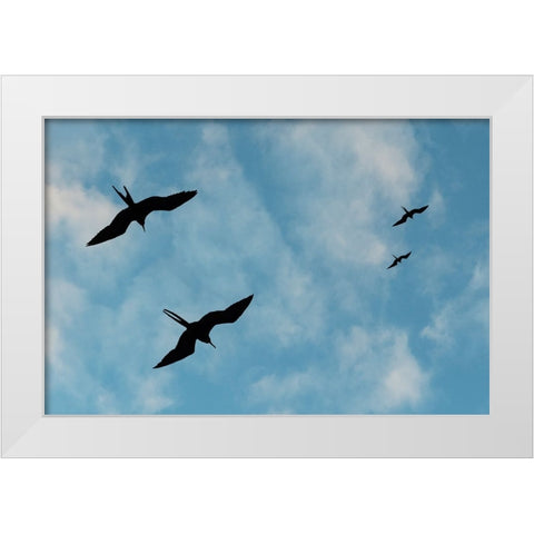 Great Frigate birds-Fregata minor ridgwayi-South Plaza Island-Galapagos islands-Ecuador White Modern Wood Framed Art Print by Pitamitz, Sergio