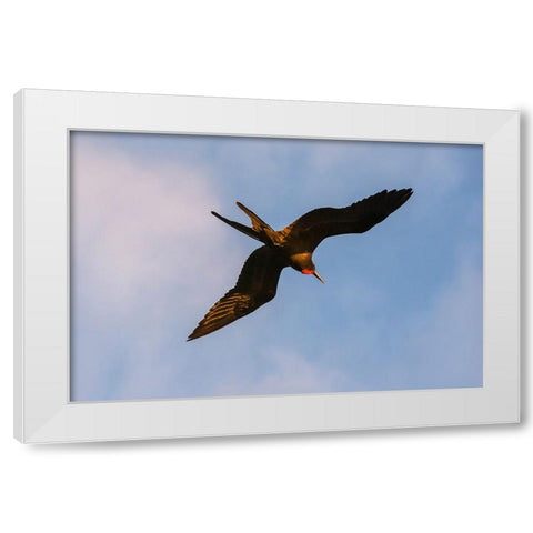 Great Frigate bird-Fregata minor ridgwayi-South Plaza Island-Galapagos islands-Ecuador White Modern Wood Framed Art Print by Pitamitz, Sergio
