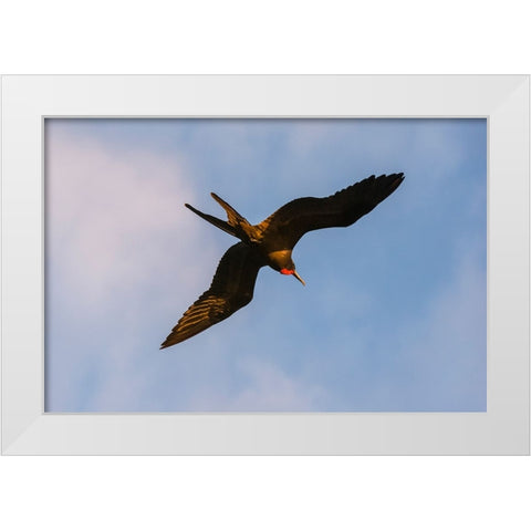 Great Frigate bird-Fregata minor ridgwayi-South Plaza Island-Galapagos islands-Ecuador White Modern Wood Framed Art Print by Pitamitz, Sergio
