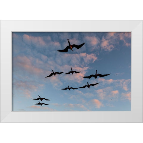 Great Frigate birds-Fregata minor ridgwayi-South Plaza Island-Galapagos islands-Ecuador White Modern Wood Framed Art Print by Pitamitz, Sergio