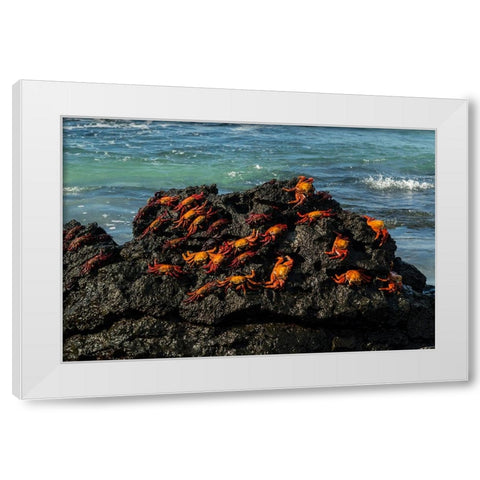 Sally Lightfoot Crab-Grapsus grapsus-Bachas beach-North Seymour island-Galapagos islands-Ecuador White Modern Wood Framed Art Print by Pitamitz, Sergio