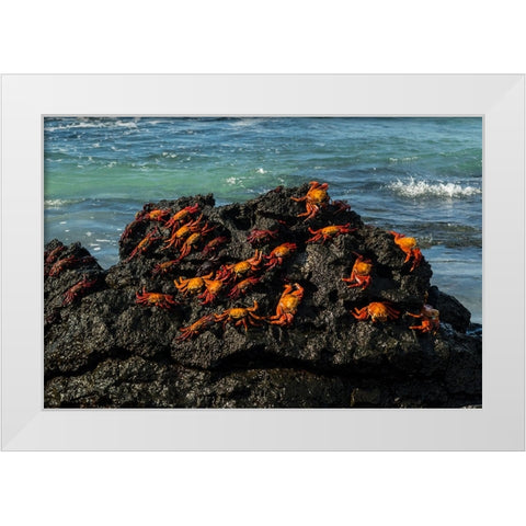 Sally Lightfoot Crab-Grapsus grapsus-Bachas beach-North Seymour island-Galapagos islands-Ecuador White Modern Wood Framed Art Print by Pitamitz, Sergio