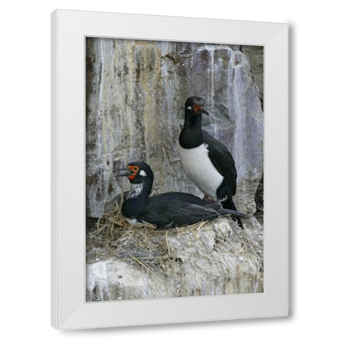 Bleaker Island Rock cormorant pair on nest White Modern Wood Framed Art Print by Morris, Arthur
