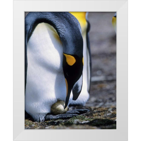 Falkland Islands King penguin tends single egg White Modern Wood Framed Art Print by Williams, Joanne