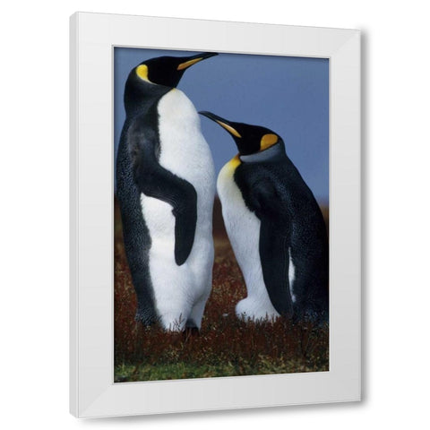 Falkland Islands King penguins stand in tundra White Modern Wood Framed Art Print by Williams, Joanne
