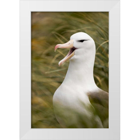 New Island Black-browed albatross guards nest White Modern Wood Framed Art Print by Grall, Don