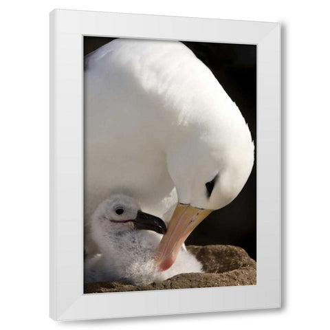New Island Black-browed albatross preening chick White Modern Wood Framed Art Print by Grall, Don