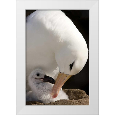 New Island Black-browed albatross preening chick White Modern Wood Framed Art Print by Grall, Don