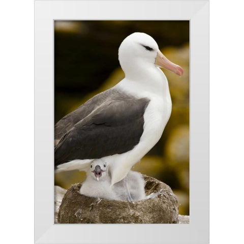 New Island Black-browed albatross and chick White Modern Wood Framed Art Print by Grall, Don
