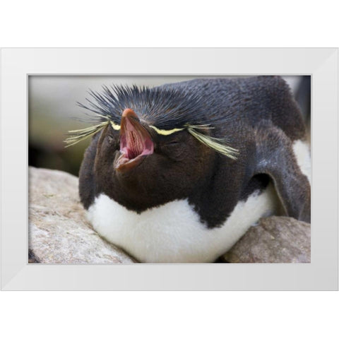 New Island Rockhopper penguin yawns on its nest White Modern Wood Framed Art Print by Grall, Don
