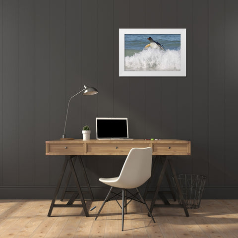 Saunders Island Gentoo penguin emerges from sea White Modern Wood Framed Art Print by Anon, Josh