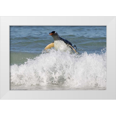 Saunders Island Gentoo penguin emerges from sea White Modern Wood Framed Art Print by Anon, Josh