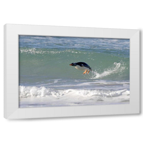 Saunders Island A gentoo penguin porpoising White Modern Wood Framed Art Print by Anon, Josh