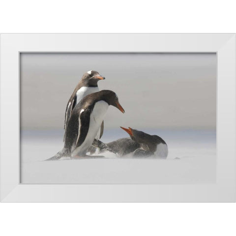 Saunders Island Gentoo penguins in a sand storm White Modern Wood Framed Art Print by Anon, Josh