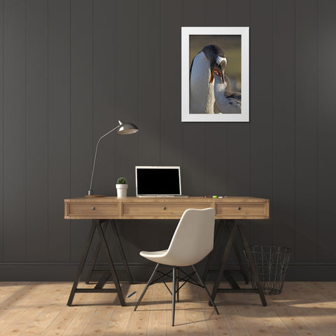 Saunders Island Gentoo penguin feeds its chick White Modern Wood Framed Art Print by Anon, Josh